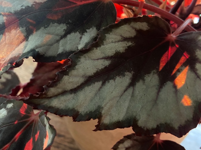 Light shining through leaf